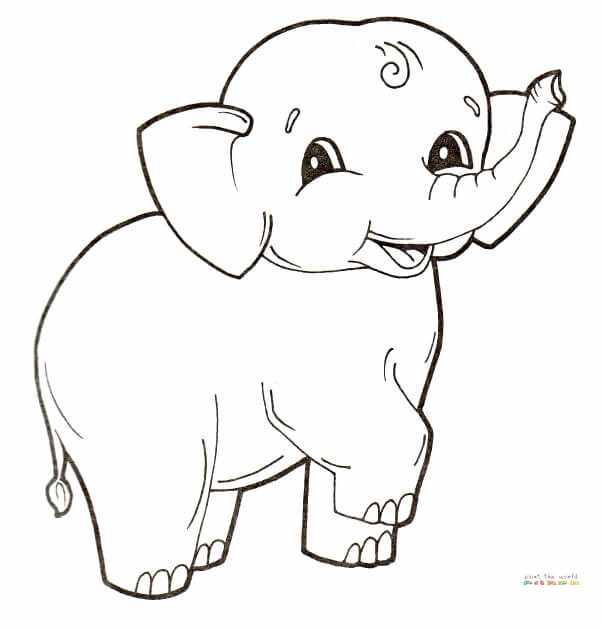 Lindo bebé elefante