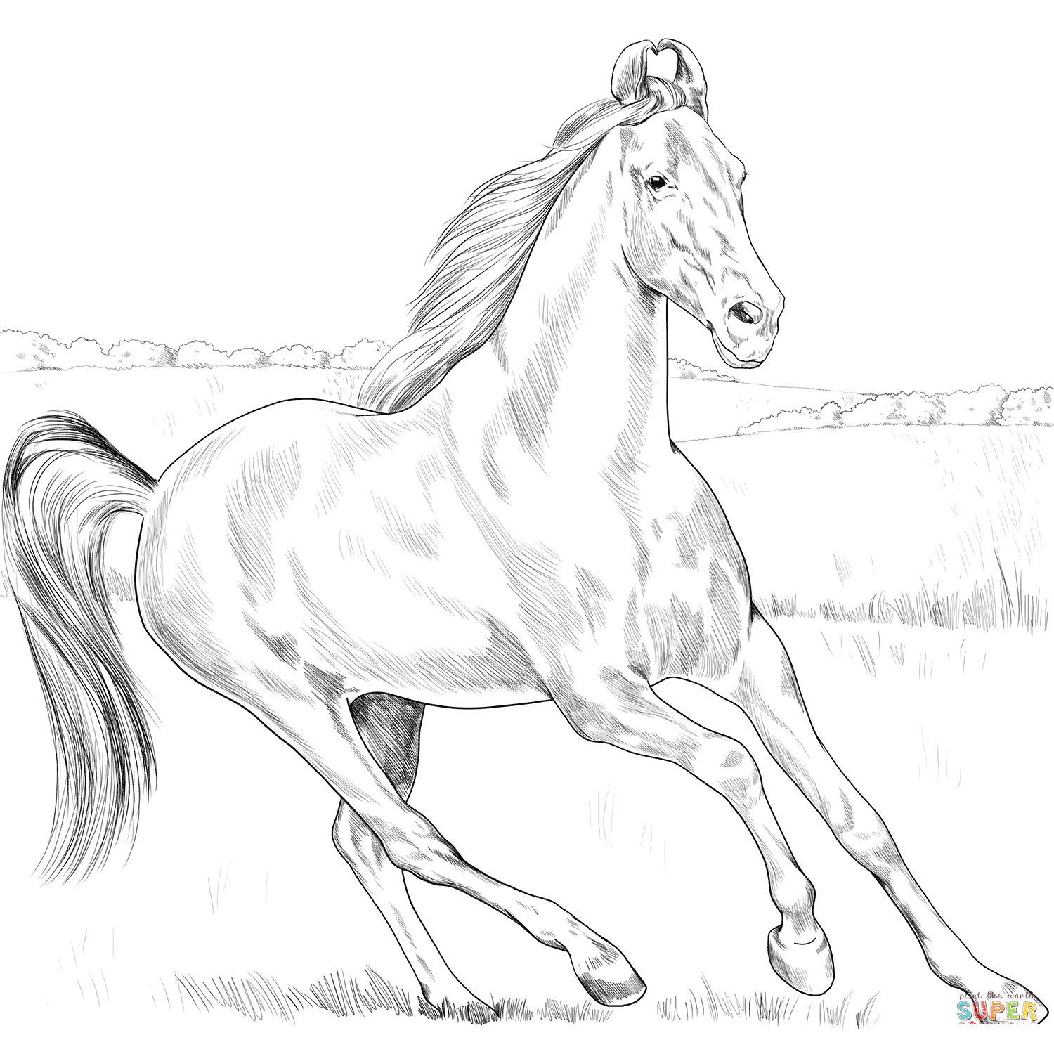 Koń Marwari