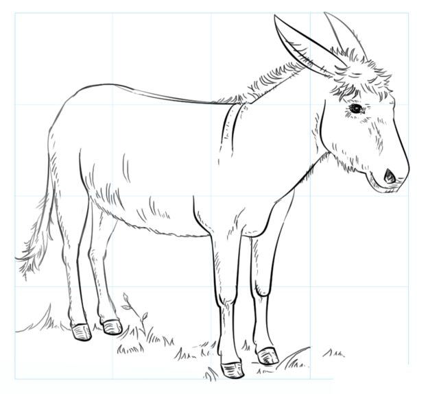 Cómo dibujar un burro