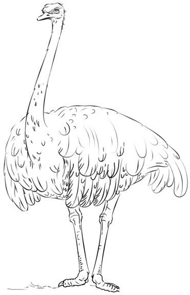 Як намалювати реалістичного страуса