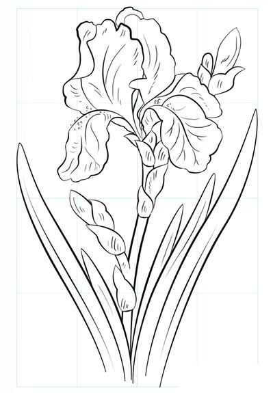 Hvordan man tegner en irisblomst