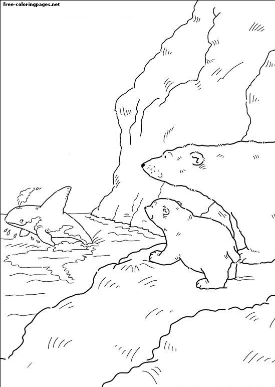Dibujo de pequeño oso polar para colorear