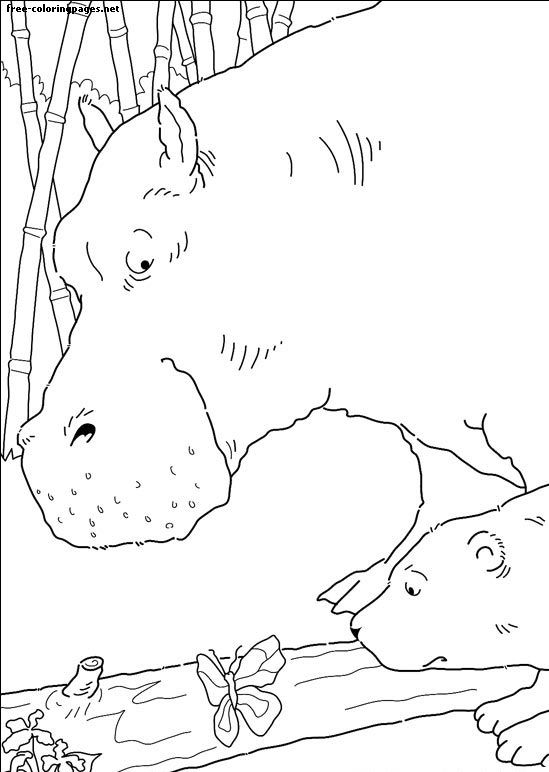 Забарвлення сторінки маленький полярний ведмідь