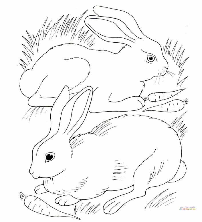 Кролики, що їдять моркву